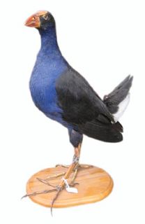 Taxidermy / Stuffed Pukeko (H: 40cm W: 36cm)
